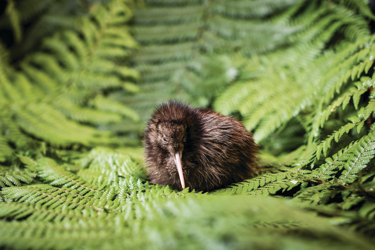 National Kiwi Hatchery Kiwi Chick (Hero 7637)   Medium